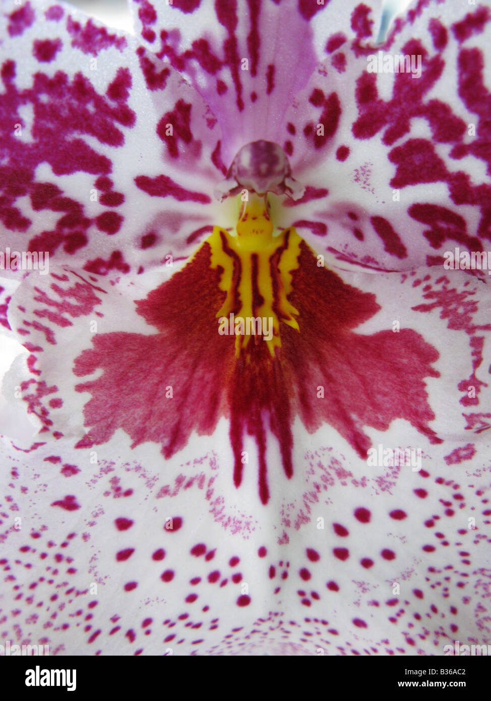 Orchid close up Odtna. Susan Boqdanow `Aaismeer'  HCC/AOS Stock Photo